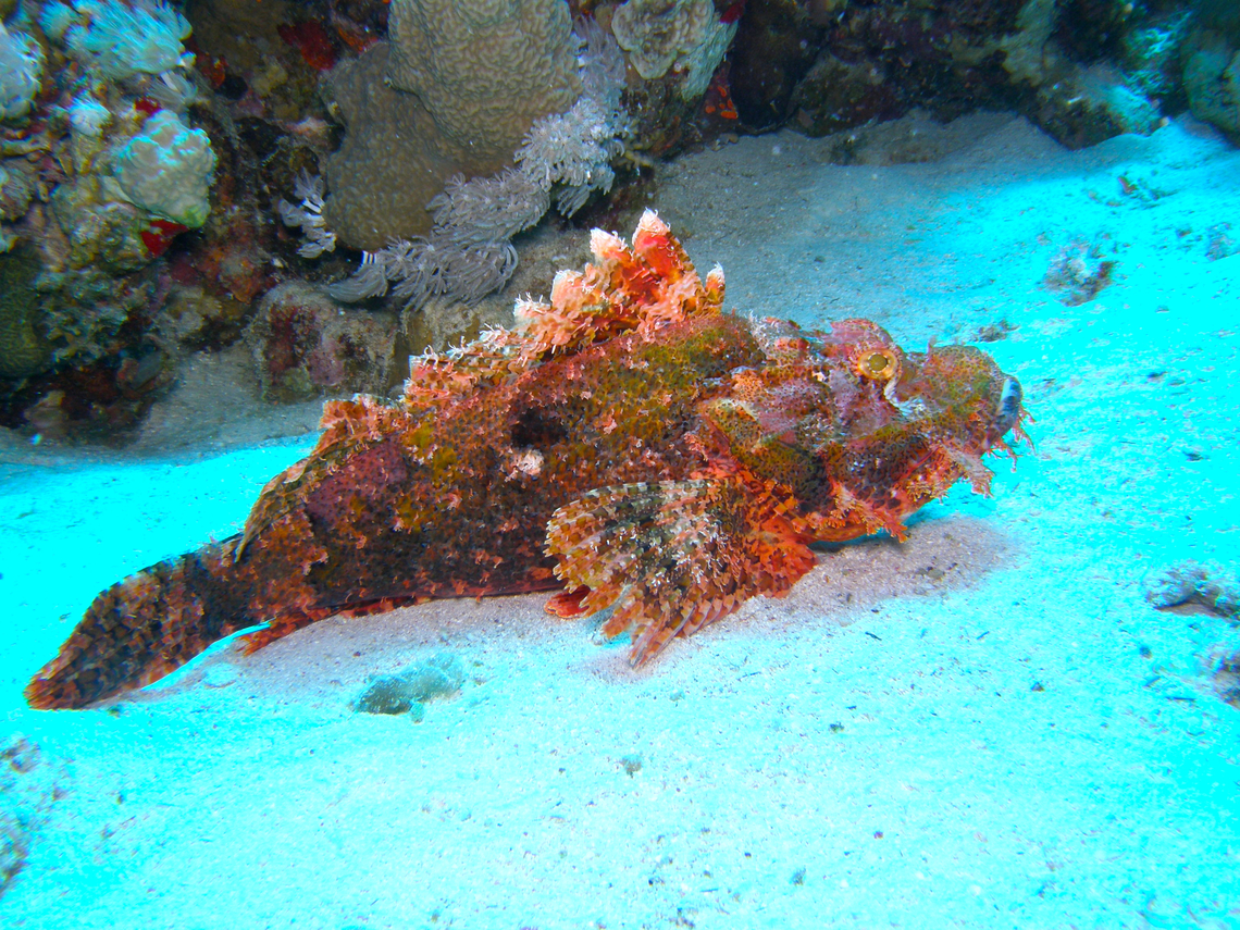 Bearded scorpionfish - Scorpaenopsis barbata Woodhouse Reef, Sharm El Sheikh, Egypt.  Egypt,Geotagged,Scorpaenopsis barbata,Spring