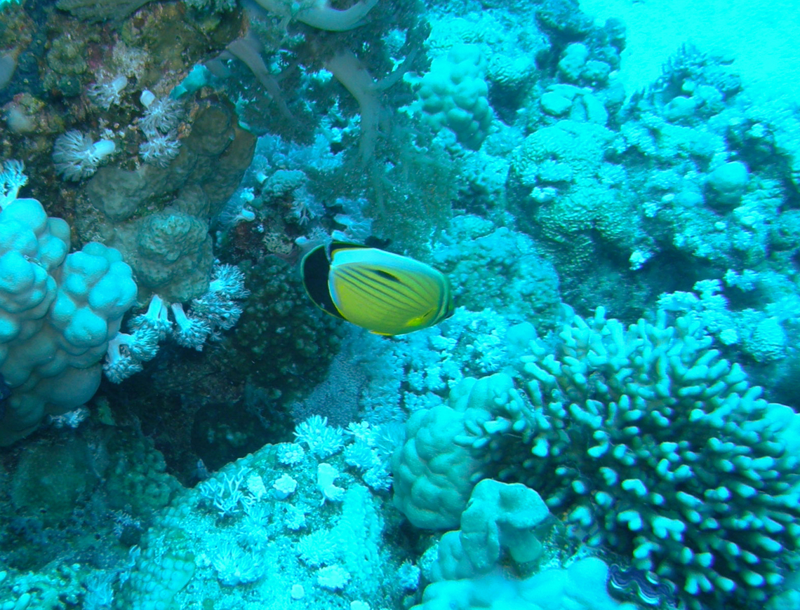 Blacktail butterflyfish - Chaetodon austriacus Woodhouse Reef, Sharm El Sheikh, Egypt.  Blacktail butterflyfish,Chaetodon austriacus,Egypt,Geotagged,Spring