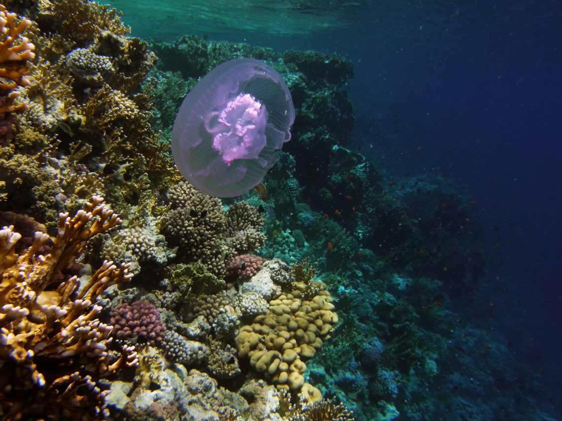 Aurelia aurita Woodhouse Reef, Sharm El Sheikh, Egypt.      Aurelia aurita,Egypt,Geotagged,Spring