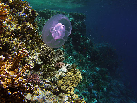 Aurelia aurita Woodhouse Reef, Sharm El Sheikh, Egypt.      Aurelia aurita,Egypt,Geotagged,Spring