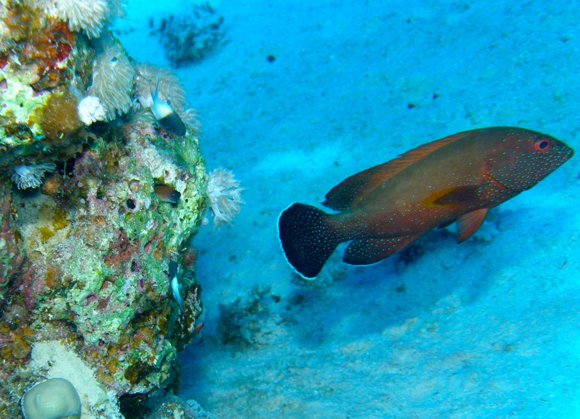 Cephalopholis hemistiktos Abu Galawa Kebir, Hamata, Egypt (2009). Cephalopholis hemistiktos,Egypt,Fall,Geotagged