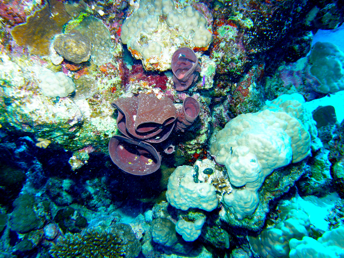 Prickly tube-sponge -Callyspongia crassa Abu Galawa Kebir, Hamata, Egypt (2009).  Callyspongia crassa,Egypt,Fall,Geotagged