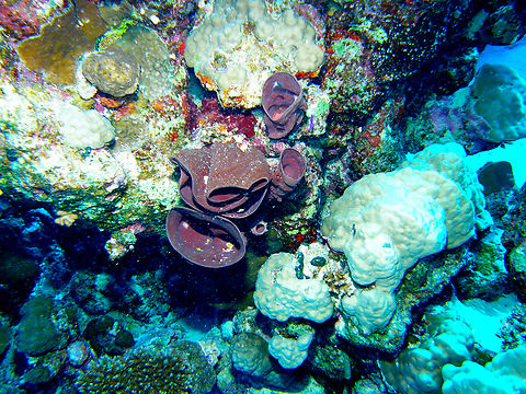 Prickly tube-sponge -Callyspongia crassa Abu Galawa Kebir, Hamata, Egypt (2009).  Callyspongia crassa,Egypt,Fall,Geotagged