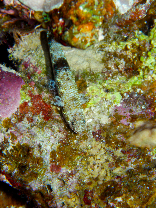 Gracile lizardfish - Saurida gracilis Abu Galawa Kebir, Hamata, Egypt (2009).        Egypt,Fall,Geotagged,Gracile lizardfish,Saurida gracilis