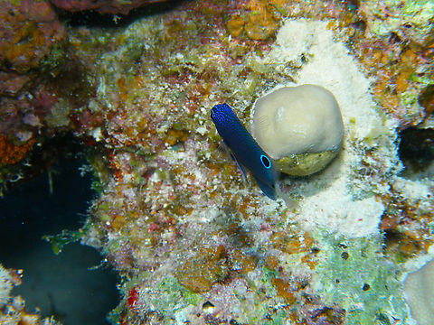 Paletail Damsel - Pomacentrus trichrourus Abu Galawa Kebir, Hamata, Egypt (2009).  Egypt,Fall,Geotagged,Paletail Damsel,Pomacentrus trichrourus
