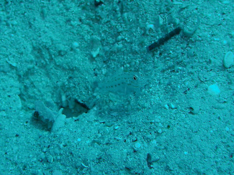 Silverspot Shrimpgoby - Ctenogobiops maculosus Seen in Abu Galawa Kebir, Hamata (Egypt, 2009). (horrible light conditions..) Ctenogobiops maculosus,Egypt,Fall,Geotagged,Silverspot Shrimpgoby