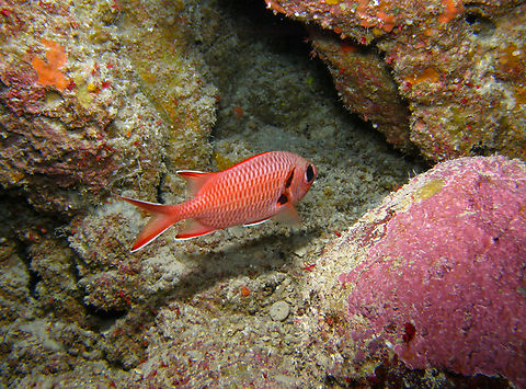 Pinecone soldierfish  - Myripristis murdjan Shaab Claudio, Hamata, Egypt (2009). Egypt,Fall,Geotagged,Myripristis murdjan