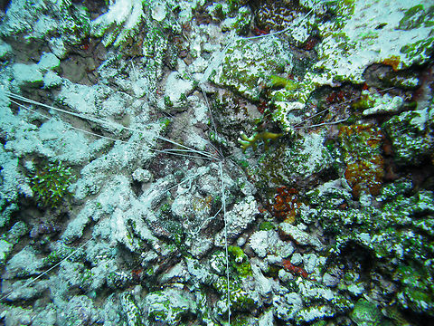 Medusa worm - Loimia medusa Sha'ab Malahi, Hamata, Egypt (2009). Egypt,Fall,Geotagged,Loimia medusa,Medusa worm