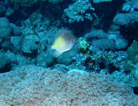 Yellow flank damselfish - Amblyglyphidodon flavilatus Sha'ab Malahi, Hamata, Egypt (2009). Amblyglyphidodon flavilatus,Egypt,Fall,Geotagged