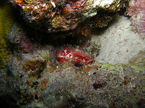 Pebble Crab - Hypocolpus abbotti Seen on night dive. Hamata, Egypt (2009). Egypt,Fall,Geotagged,Hypocolpus abbotti,Pebble Crab