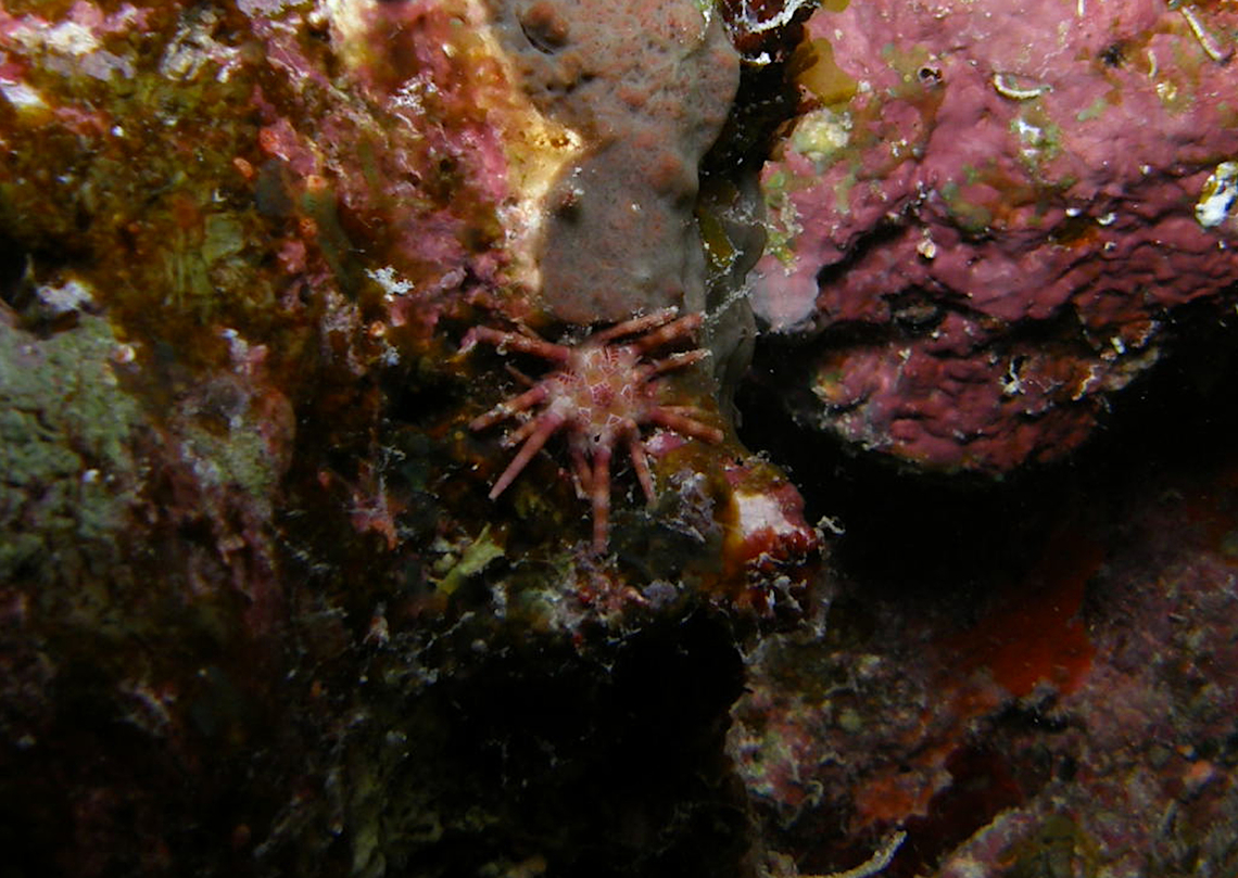 Ten-lined urchin - Eucidaris metularia Seen on night dive. Hamata, Egypt (2009).  Egypt,Eucidaris metularia,Fall,Geotagged