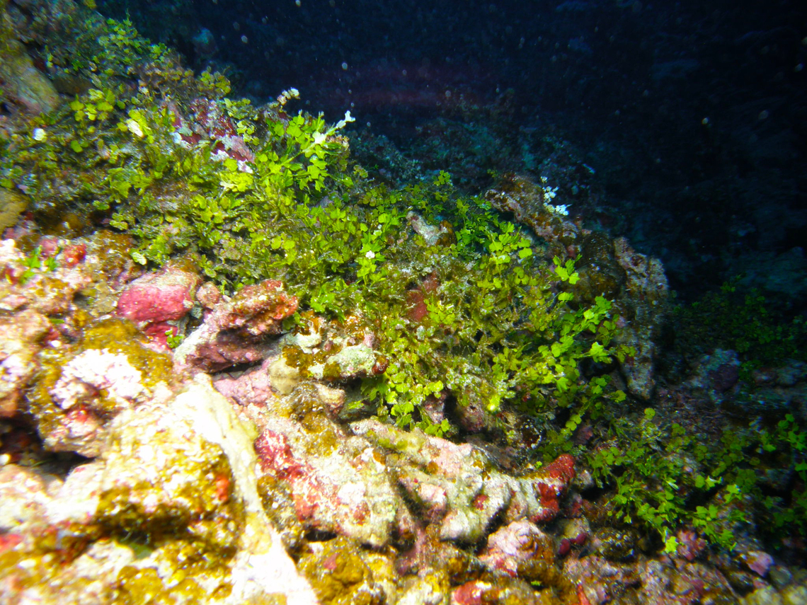 Watercress alga - Halimeda opuntia Sha&#039;ab Malahi, Hamata, Egypt (2009). Egypt,Fall,Geotagged,Halimeda opuntia