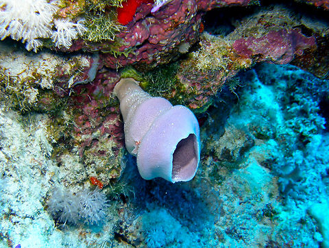Pink Tube Sponge - Haliclona fascigera Seen on night dive. Hamata, Egypt (2009).  Egypt,Fall,Geotagged,Haliclona fascigera,Pink Tube Sponge