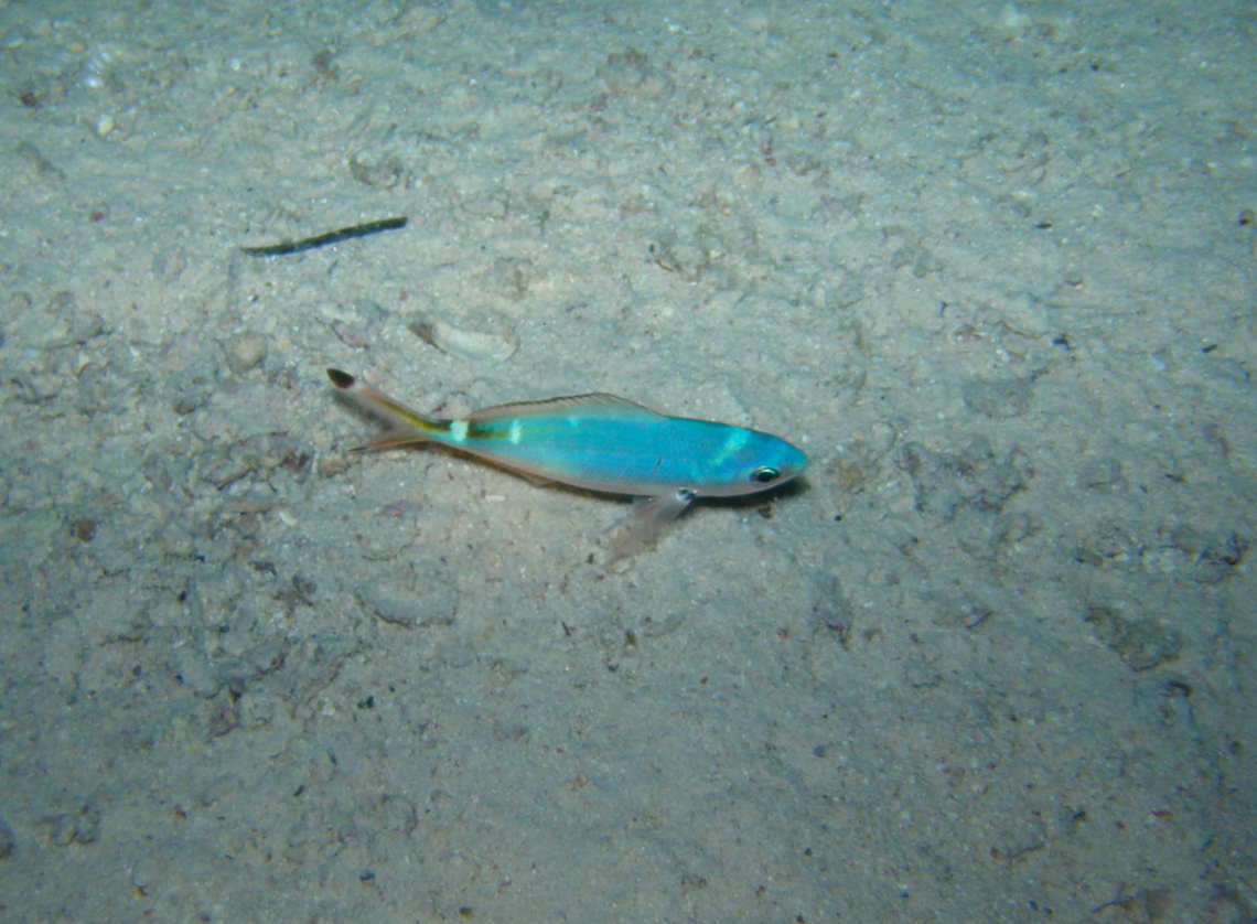 Lunar fusilier - Caesio lunaris Night dive. Hamata, Egypt (2009). Caesio lunaris,Egypt,Fall,Geotagged,Lunar fusilier
