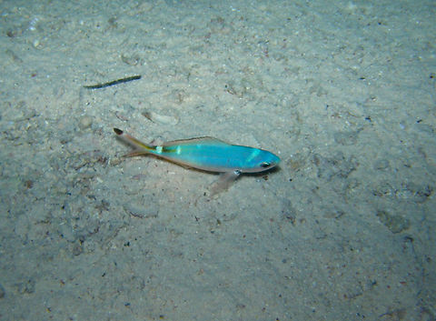 Lunar fusilier - Caesio lunaris Night dive. Hamata, Egypt (2009). Caesio lunaris,Egypt,Fall,Geotagged,Lunar fusilier