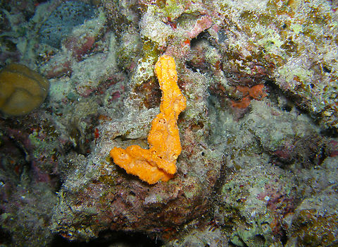Elephant ear sponge - Stylissa carteri Night dive. Hamata, Egypt (2009).  Egypt,Elephant ear sponge,Fall,Geotagged,Stylissa carteri