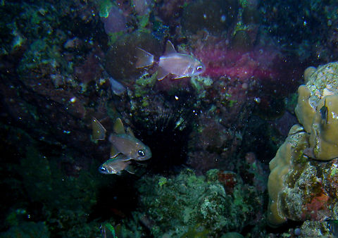 Tailring cardinalfish - Nectamia annularis Night dive. Hamata, Egypt. Egypt,Fall,Geotagged,Nectamia annularis