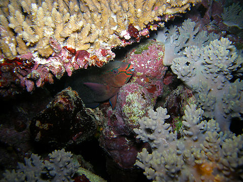 Eclipse parrotfish - Scarus russelli Night dive. Hamata, Egypt. Eclipse parrotfish,Egypt,Fall,Geotagged,Scarus russelii