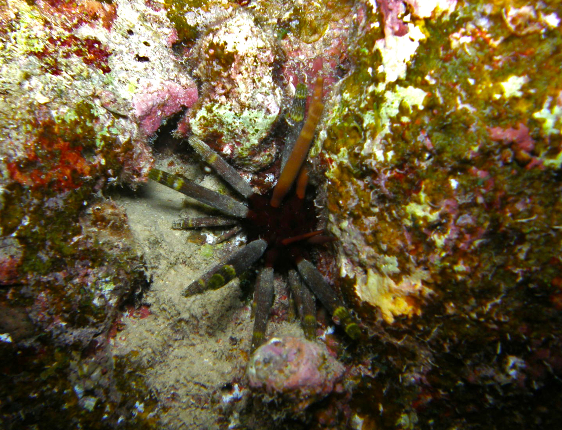 Sputnik urchin - Phyllacanthus imperialis Nigth dive. Hamata, Egypt. Egypt,Fall,Geotagged,Phyllacanthus imperialis
