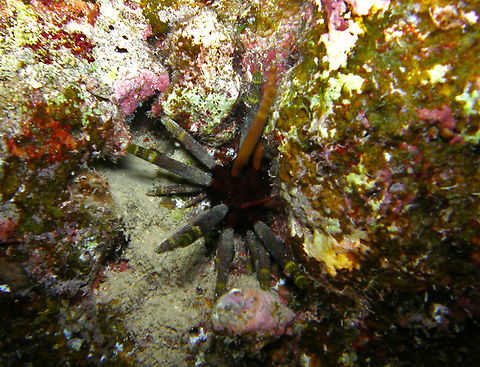 Sputnik urchin - Phyllacanthus imperialis Nigth dive. Hamata, Egypt. Egypt,Fall,Geotagged,Phyllacanthus imperialis