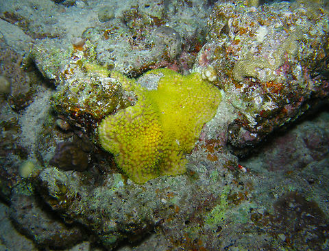 Yellow scroll coral - Turbinaria reniformis Night dive. Hamata, Egypt. Egypt,Fall,Geotagged,Turbinaria reniformis,Yellow scroll coral