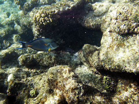 Sohal surgeonfish - Acanthurus sohal Hamata, Egypt (2009).          Acanthurus sohal,Egypt,Fall,Geotagged,Sohal surgeonfish