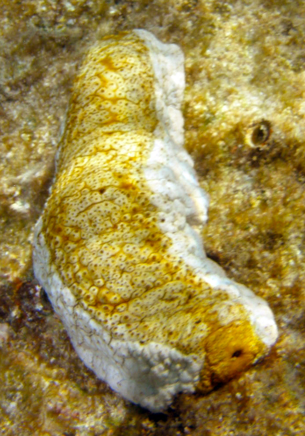 Herrmann's Sea Cucumber - Stichopus herrmanni Hamata, Egypt. Egypt,Fall,Geotagged,Herrmann's Sea Cucumber,Stichopus herrmanni