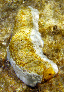 Herrmann's Sea Cucumber - Stichopus herrmanni Hamata, Egypt. Egypt,Fall,Geotagged,Herrmann's Sea Cucumber,Stichopus herrmanni