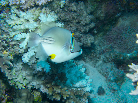 Arabian Picassofish - Rhinecanthus assasi Hamata, Egypt. Arabian Picassofish,Egypt,Fall,Geotagged,Rhinecanthus assasi