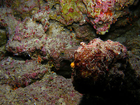 Large-toothed cardinalfish - Cheilodipterus macrodon Hamata, Egypt. Cheilodipterus macrodon,Egypt,Fall,Geotagged,Large-toothed cardinalfish