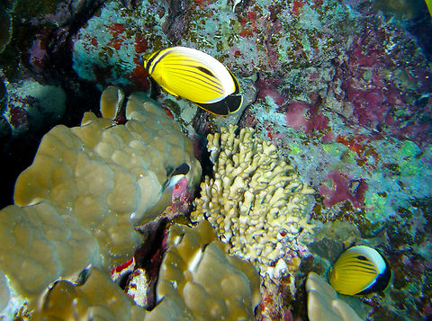 Exquisite Butterflyfish - Chaetodon austriacus Hamata, Egypt. Chaetodon austriacus,Egypt,Exquisite Butterflyfish,Fall,Geotagged