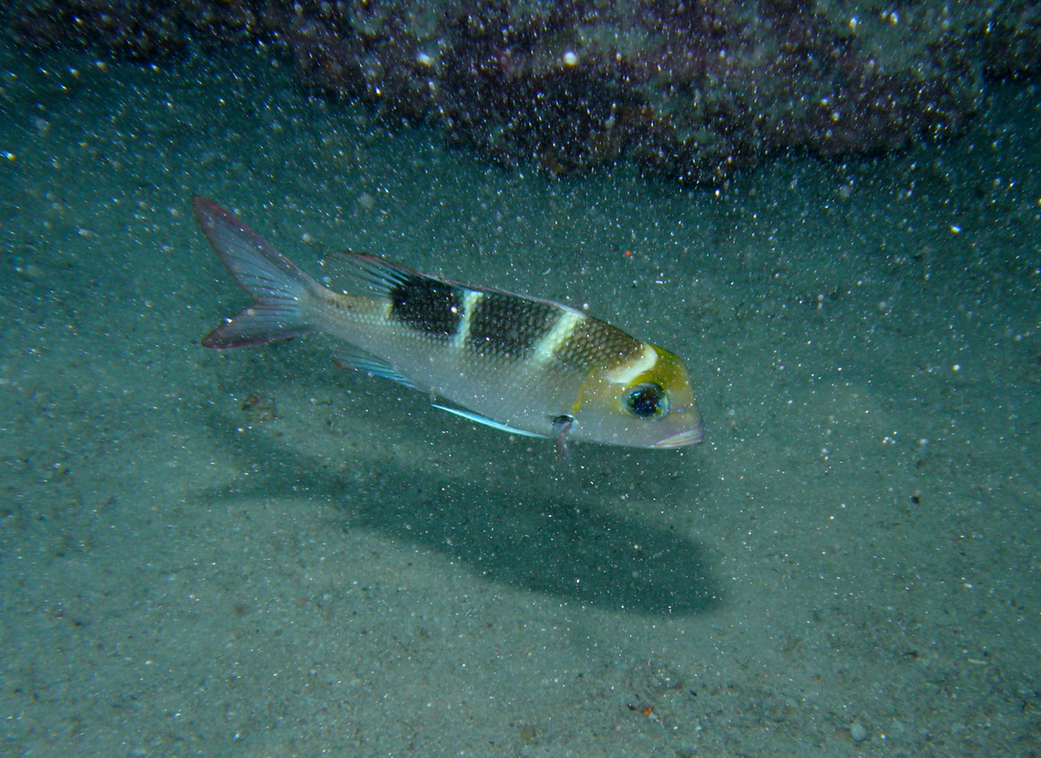 Humpnose big-eye bream - Monotaxis grandoculis Hamata, Egypt. Egypt,Fall,Geotagged,Humpnose big-eye bream,Monotaxis grandoculis