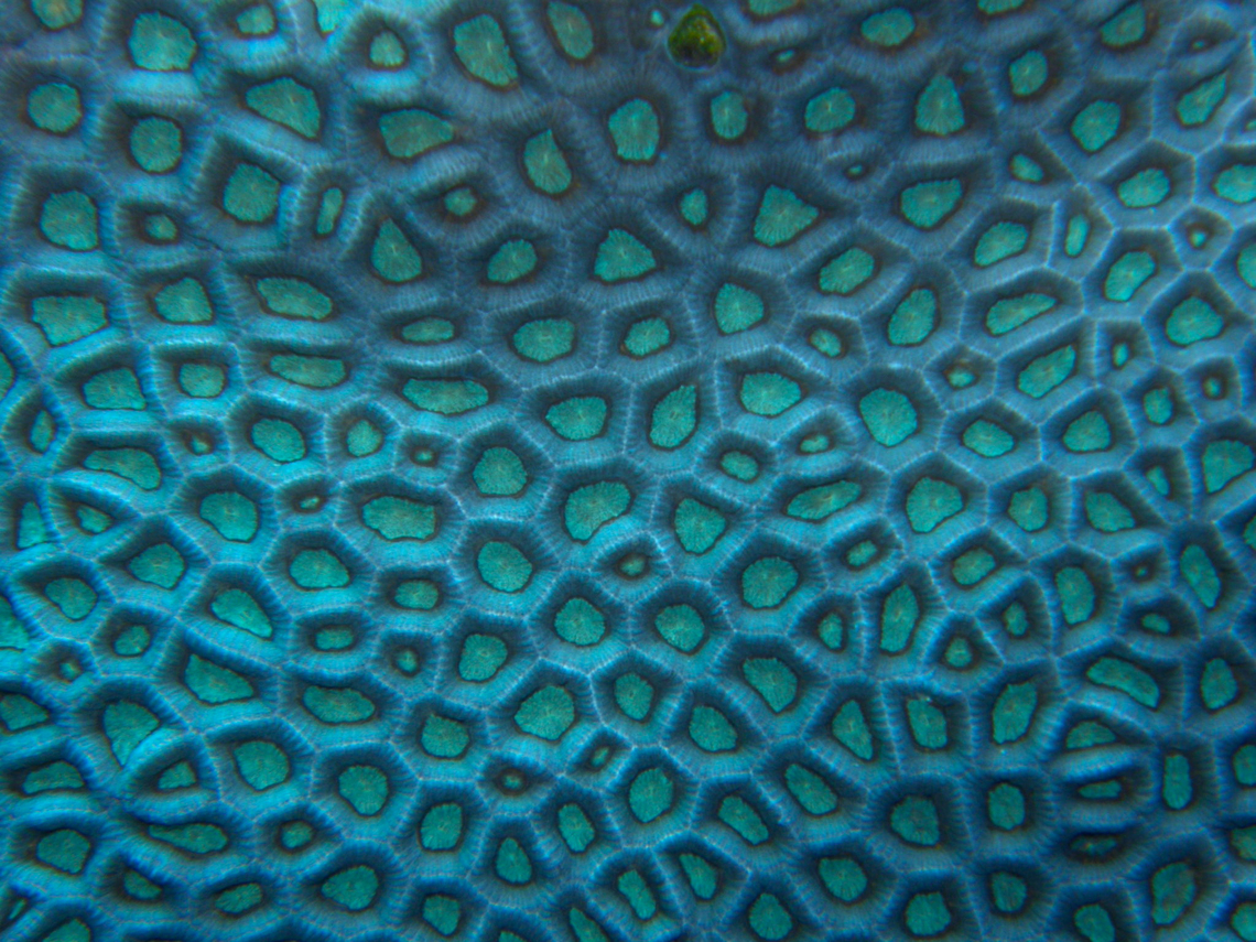 Lacuna Coral - Favia lacuna Hamata, Egypt. Egypt,Fall,Favia lacuna,Geotagged,Lacuna Coral