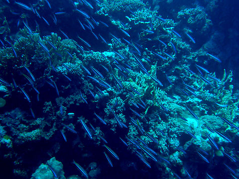 Three-stripe fusilier- Pterocaesio trilineata Hamata, Egypt. Egypt,Fall,Geotagged,Pterocaesio trilineata,Three-stripe fusilier