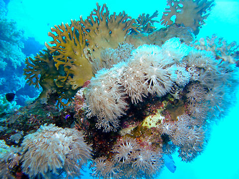 Giant anthelia - Anthelia glauca Hamata, Egypt.  Anthelia glauca,Egypt,Fall,Geotagged,Giant Anthelia