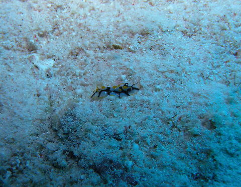 Phyllidia rueppeli Hamata, Egypt. Egypt,Fall,Geotagged,Phyllidia rueppeli,Phyllidia rueppelii