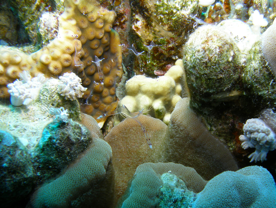 Ancylomenes longicarpus Hamata, Egypt.  Ancylomenes longicarpus,Egypt,Fall,Geotagged