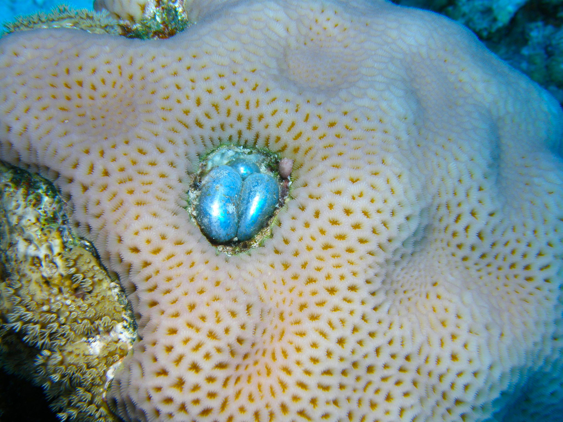 Goniastrea retiformis coral and Valonia ventricosa alga Hamata, Egypt. The bubble thing in the middle is the alga. Egypt,Fall,Geotagged,Goniastrea retiformis