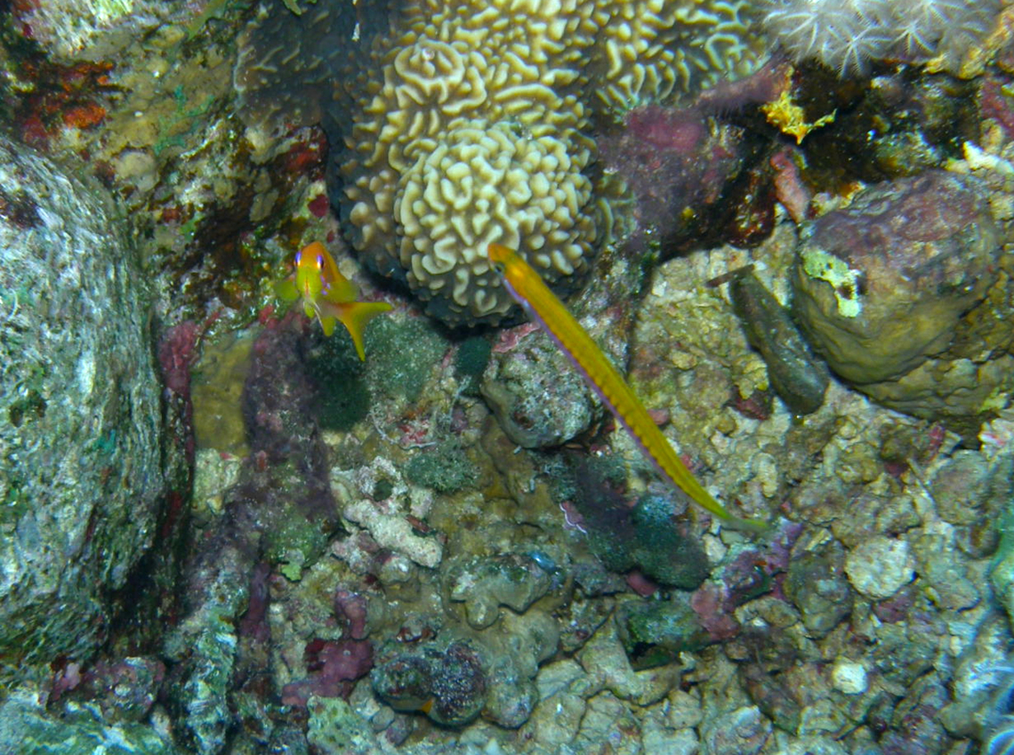 Mimic blenny - Plagiotremus tapeinosoma The fish in the right, elongated one. The other is an Anthia.<br />
Hamata, Egypt.  Egypt,Fall,Geotagged,Mimic blenny,Plagiotremus tapeinosoma