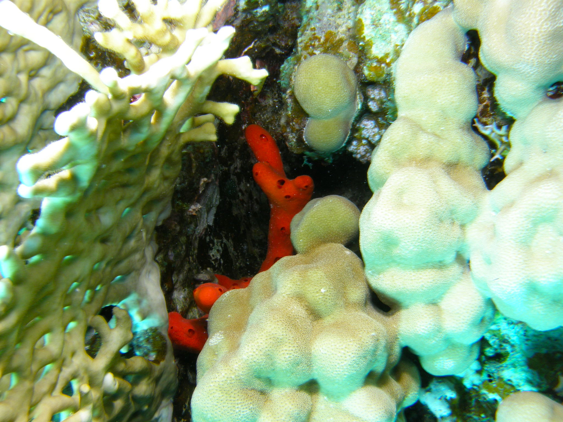 Toxic finger-sponge - Negombata magnifica Is the orange sponge half hidden among the corals.<br />
Hamata, Egypt. Egypt,Fall,Geotagged,Negombata magnifica,Toxic finger-sponge