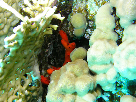 Toxic finger-sponge - Negombata magnifica Is the orange sponge half hidden among the corals.
Hamata, Egypt. Egypt,Fall,Geotagged,Negombata magnifica,Toxic finger-sponge