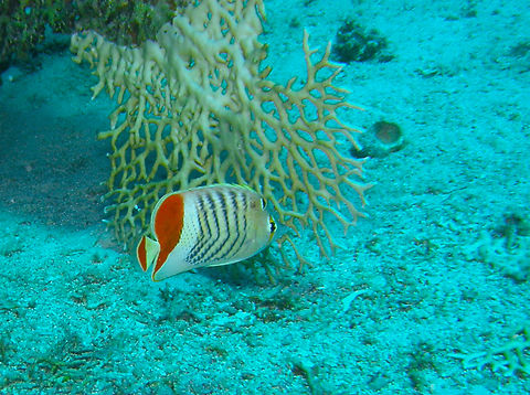 Eritrean butterflyfish - Chaetodon paucifasciatus Hamata, Egypt. Chaetodon paucifasciatus,Egypt,Eritrean butterflyfish,Fall,Geotagged