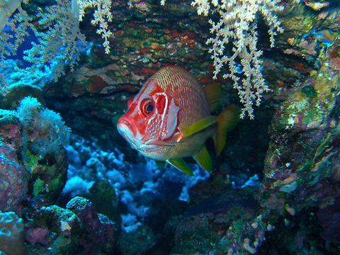 Sabre squirrelfish - Sargocentron spiniferum Hamata, Egypt. Egypt,Fall,Geotagged,Sabre squirrelfish,Sargocentron spiniferum