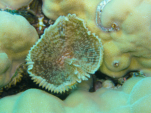 Feather duster worm - Sabellastarte spectabilis Hamata, Egypt.  Egypt,Fall,Feather duster worm,Geotagged,Sabellastarte spectabilis