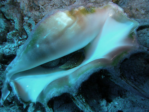 Spider conch - Lambis lambis Hamata. Egypt. Egypt,Fall,Geotagged,Lambis lambis,Spider conch