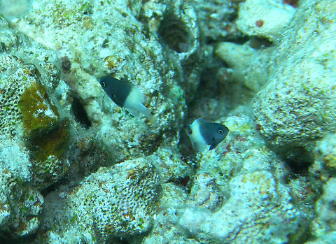 Chocolate Dip Chromis - Pycnochromis dimidiatus Hamata. Egypt. Chocolate Dip Chromis,Egypt,Fall,Geotagged,Pycnochromis dimidiatus