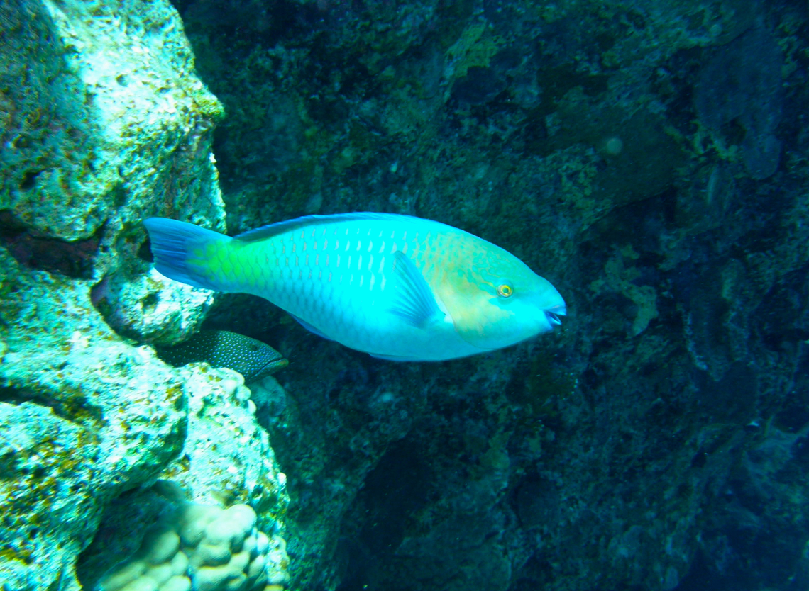 Rusty parrotfish - Scarus ferrugineus Hamata, Egypt. Egypt,Fall,Geotagged,Rusty parrotfish,Scarus ferrugineus