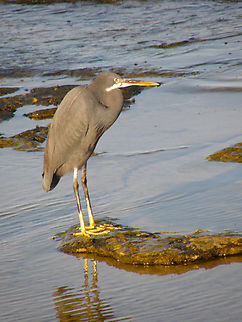 Western reef heron - Egretta gularis Hamata, Egypt. Egretta gularis,Egypt,Fall,Geotagged,Western reef heron