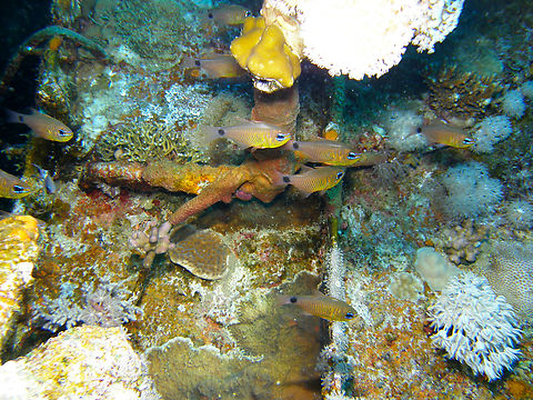 Flower cardinalfish - Ostorhinchus fleurieu Hamata, Egypt. Egypt,Fall,Flower cardinalfish,Geotagged,Ostorhinchus fleurieu