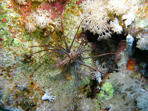 Russell's lionfish - Pterois russelii Hamata, Egypt. Egypt,Fall,Geotagged,Pterois russelii